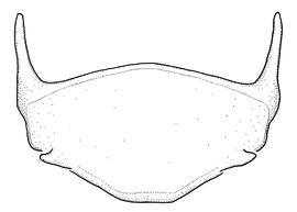   Anthidium hallinani  male, diagram showing ventral view of sixth sternum (S6), diagram from Gonzalez and Griswold 2013 
